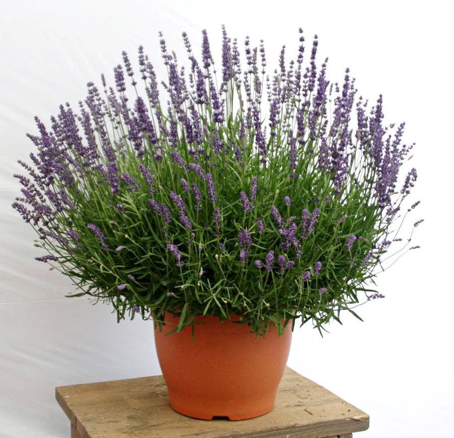 Lavandula Big Time Blue