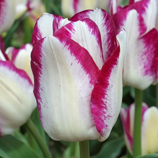 'Affaire' Tulip Bulbs