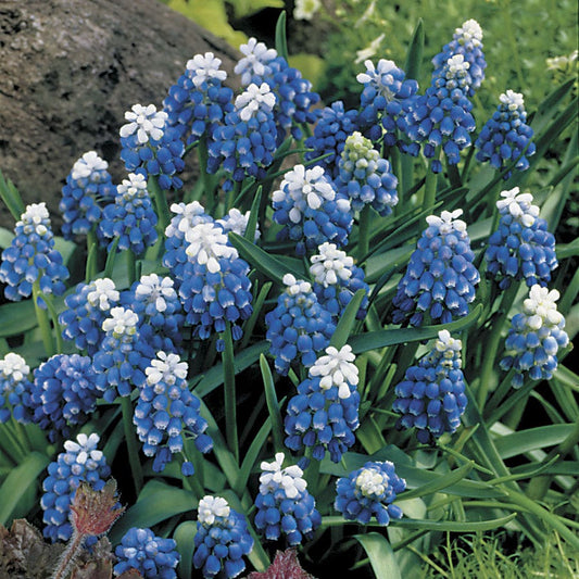 'Mount Hood' Grape Hyacinth Bulbs