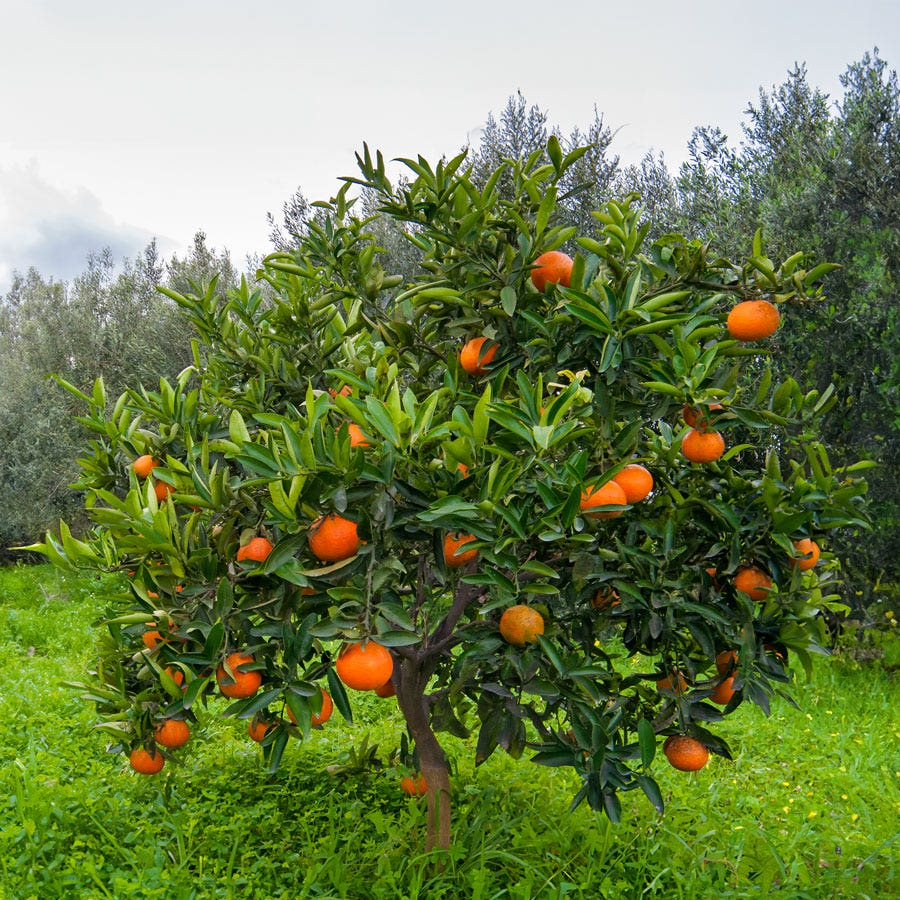 Citrus 'Washington' Navel Orange Tree