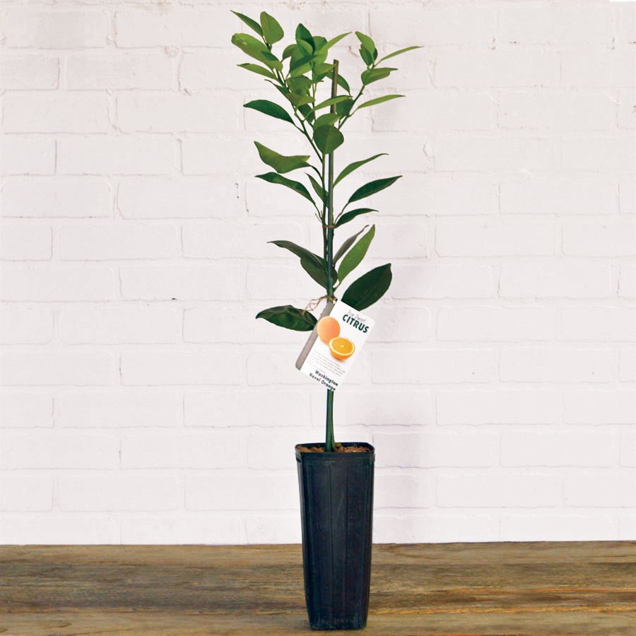 Citrus 'Washington' Navel Orange Tree