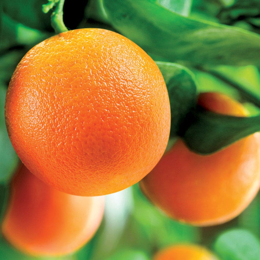 Citrus 'Washington' Navel Orange Tree