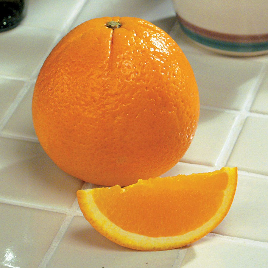 Citrus 'Washington' Navel Orange Tree