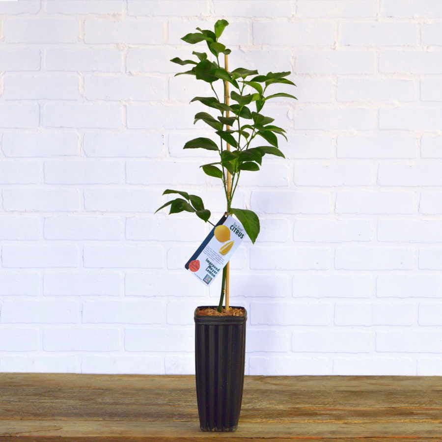 Citrus Kieffer Lime Tree