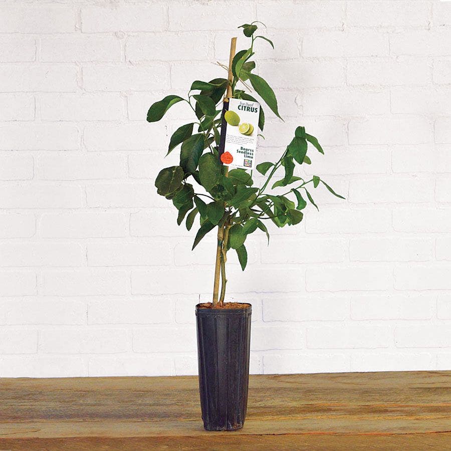 Citrus 'Bearss' Lime Tree