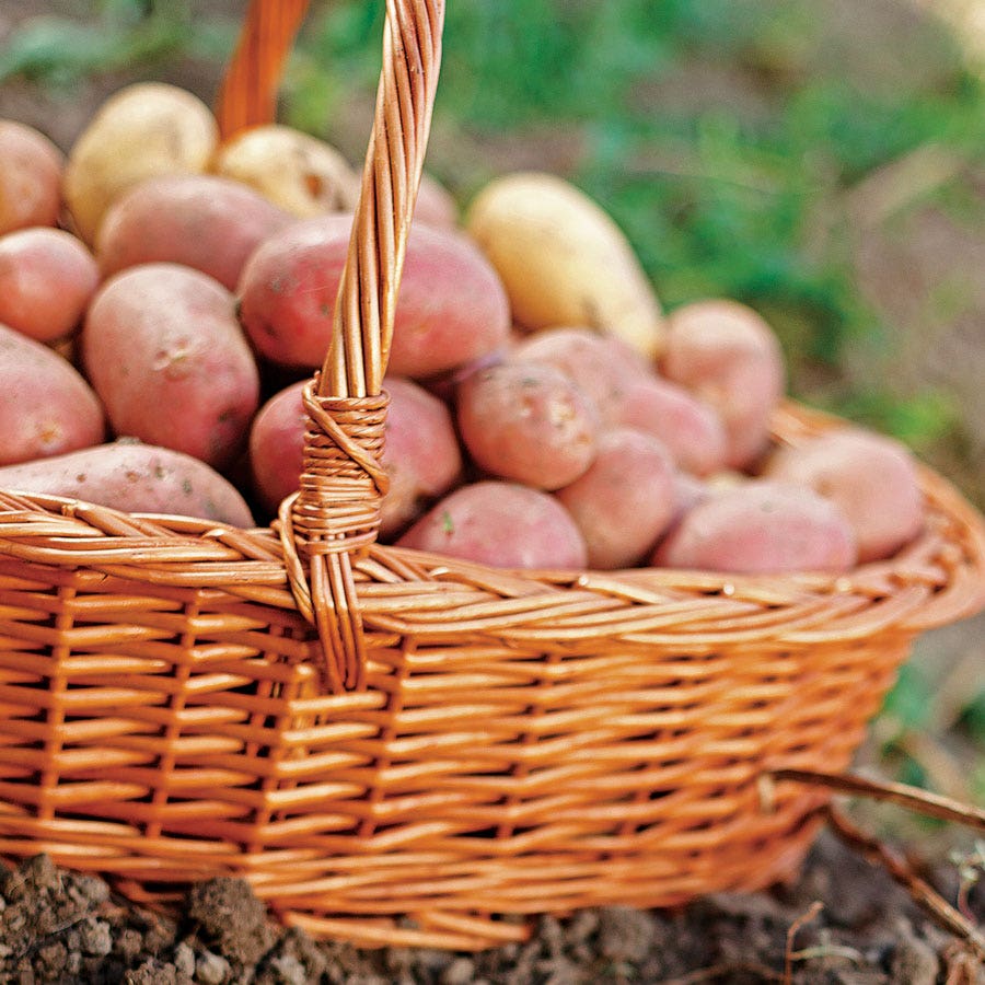 Sangre Potato - 2 Pound Bag