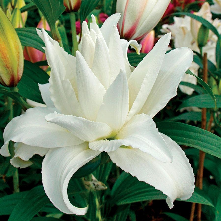 rose lily white Roselily Carolina® Oriental Lily Bulb
