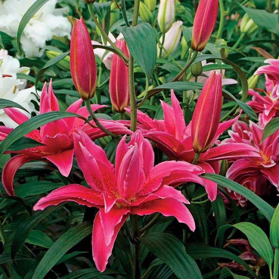 erin lily flower Lilium Roselily Elena® Oriental Lily Bulb – Park Seed