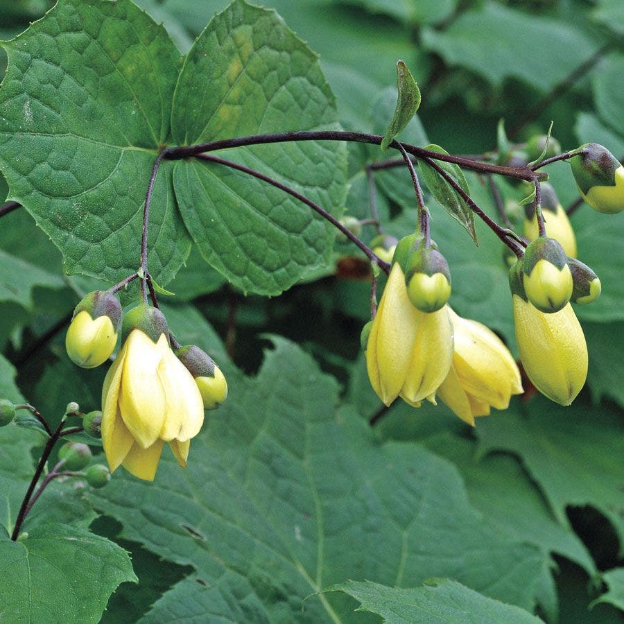 Kirengeshoma palmata