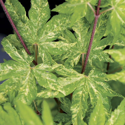 Kumo Moi Nishiki Korean Maple