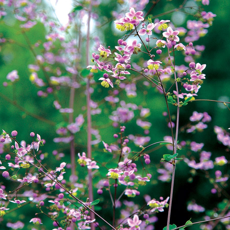 lavender mist meadow rue seeds Thalictrum rochebrunianum