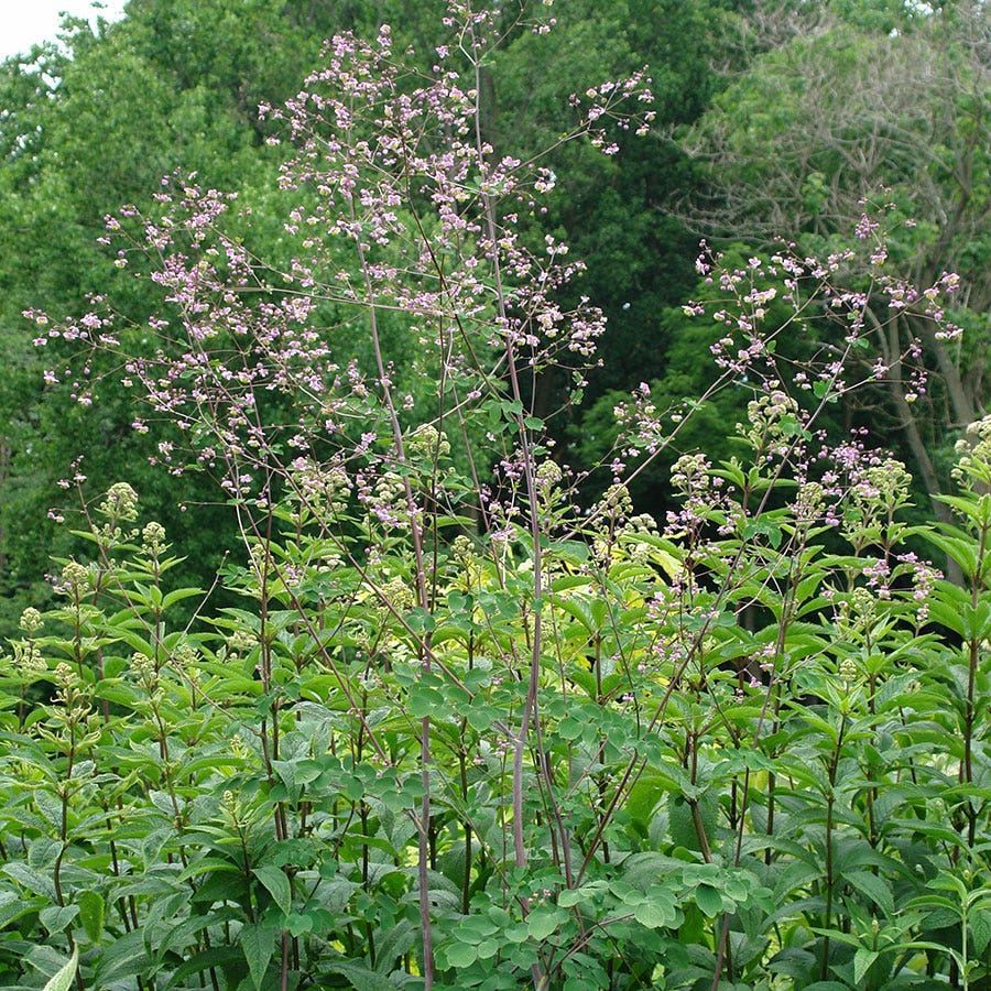 Thalictrum rochebrunianum