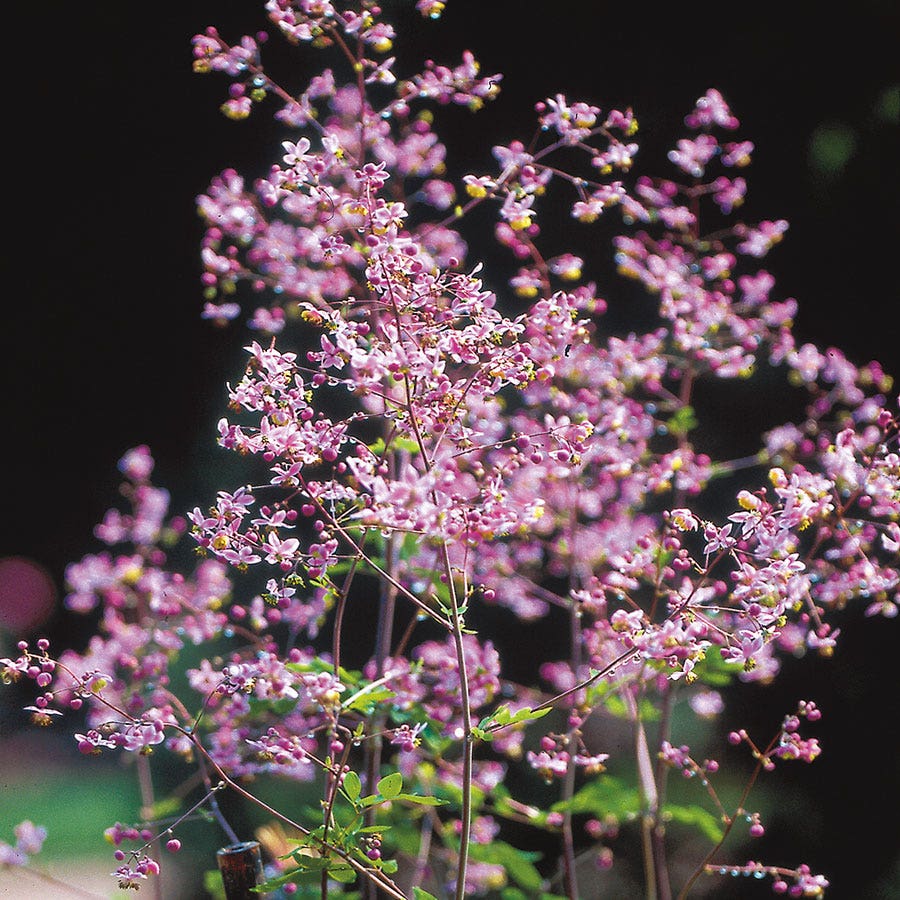 Thalictrum rochebrunianum