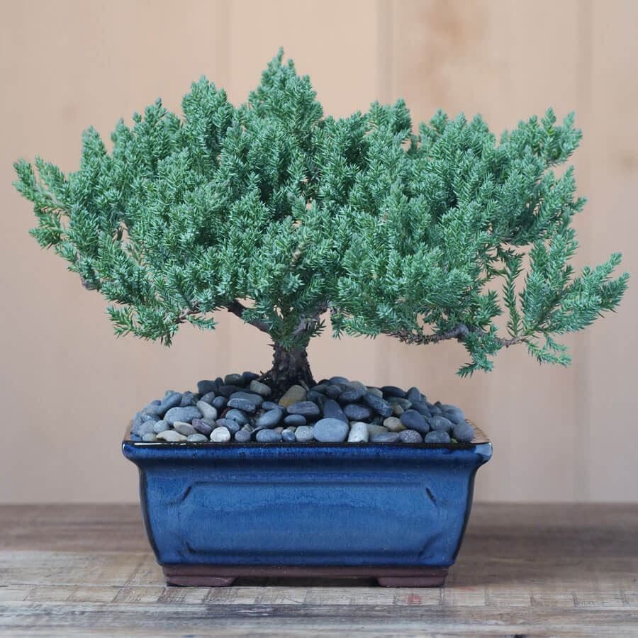 bulk bonsai trees Juniper Bonsai Tree