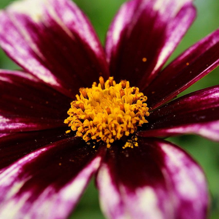Coreopsis Li'l Bang™ 'Starlight'