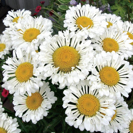 Leucanthemum REALFLOR® 'Real Neat'