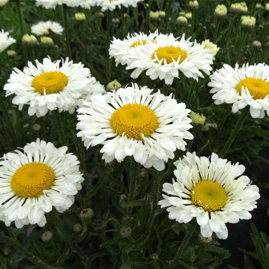 Leucanthemum REALFLOR® 'Real Neat'