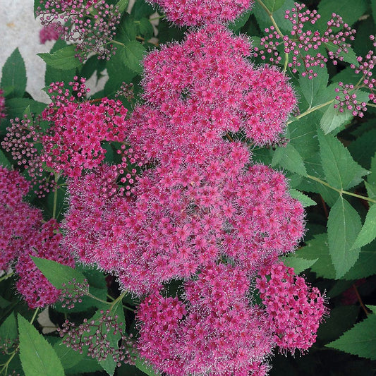 Double Play® Red Spiraea