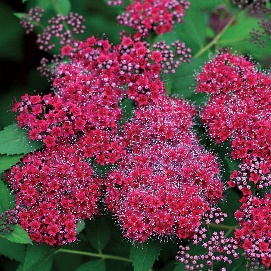 Double Play® Red Spiraea
