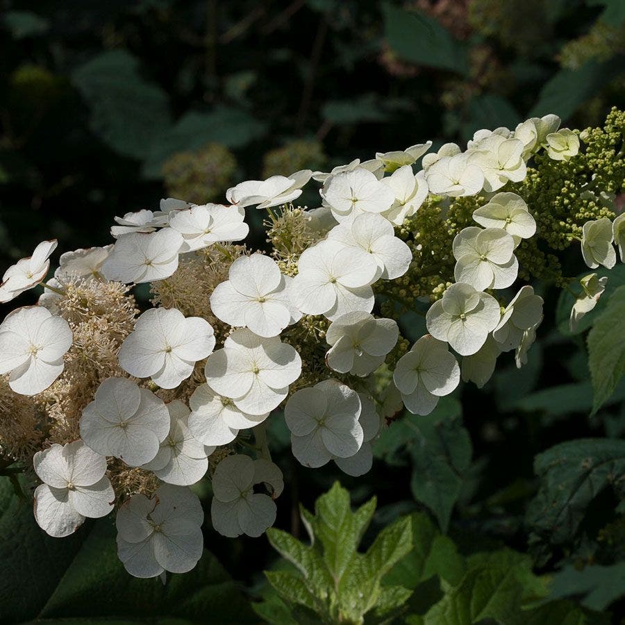 Hydrangea Gatsby Pink® Oakleaf Hydrangea