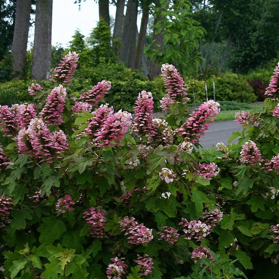 Hydrangea Gatsby Pink® Oakleaf Hydrangea