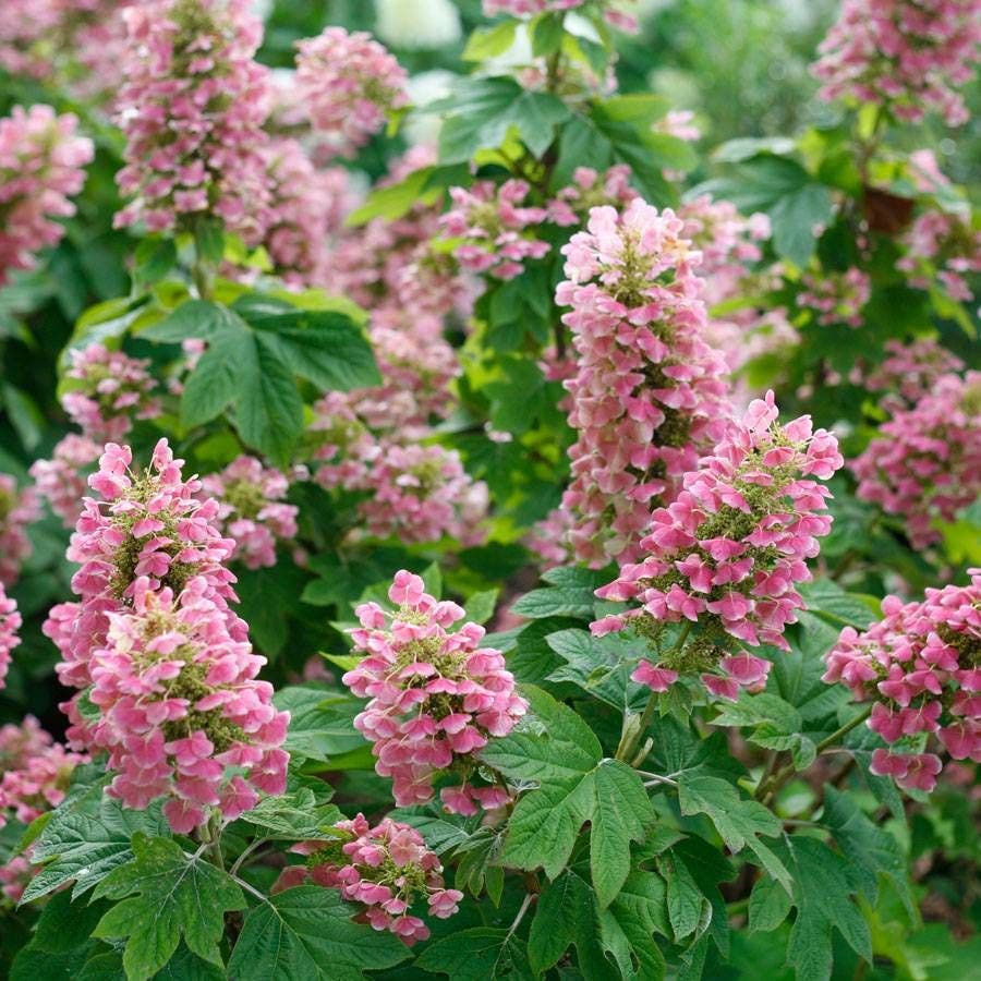 Hydrangea Gatsby Pink® Oakleaf Hydrangea