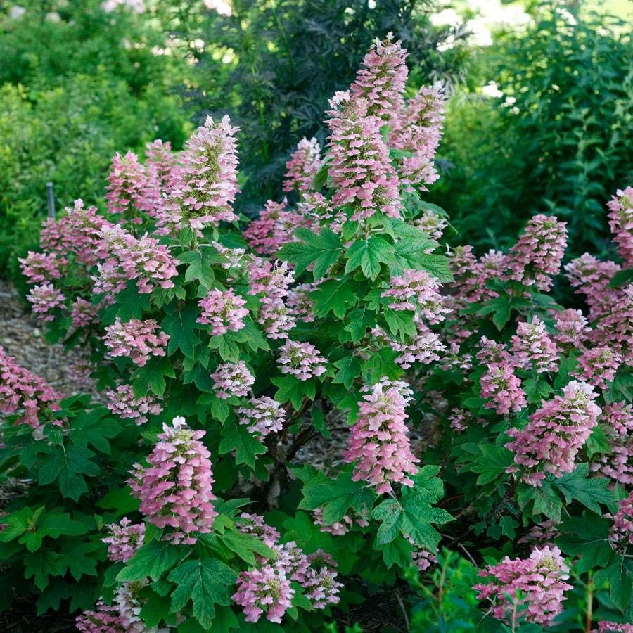 Hydrangea Gatsby Pink® Oakleaf Hydrangea