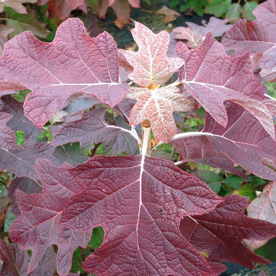 Hydrangea Gatsby Pink® Oakleaf Hydrangea