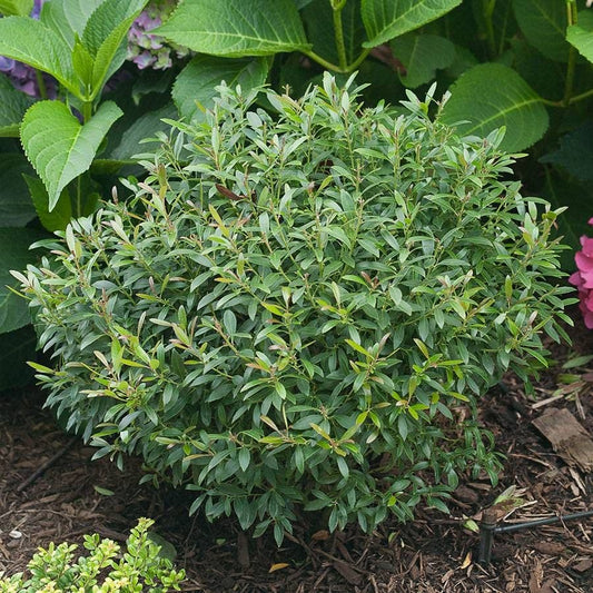 Ilex Gem Box® Holly