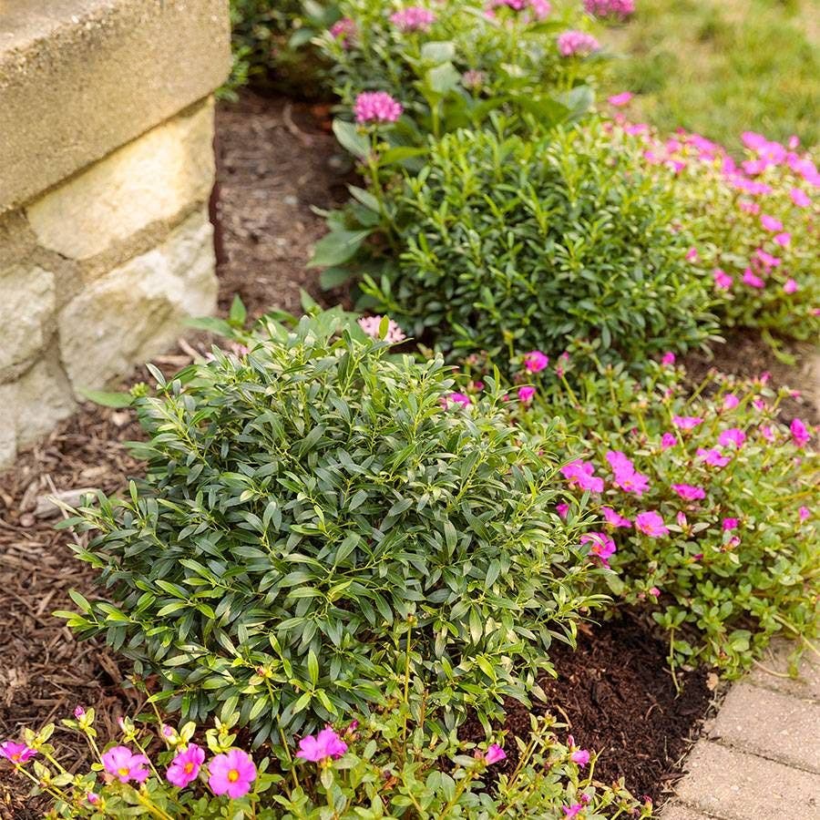 Ilex Gem Box® Holly