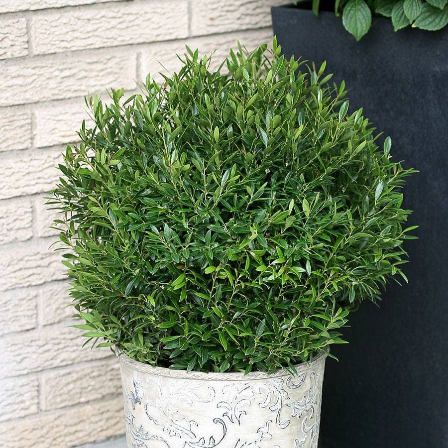Ilex Gem Box® Holly