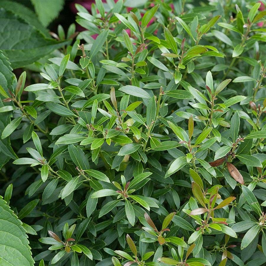 Ilex Gem Box® Holly