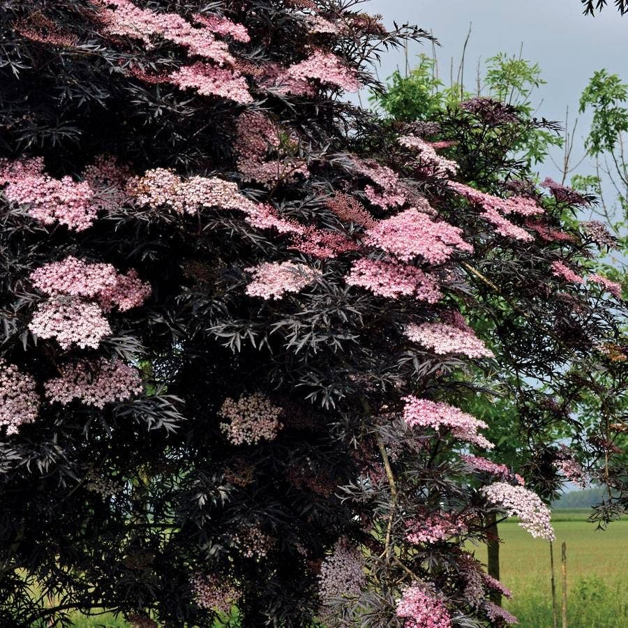 Sambucus Black Lace®
