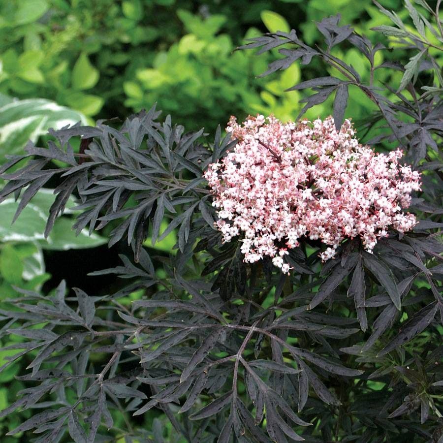 Sambucus Black Lace®