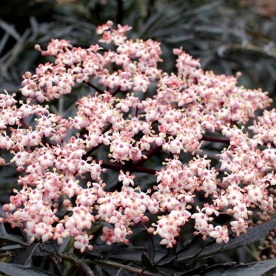 Sambucus Black Lace®
