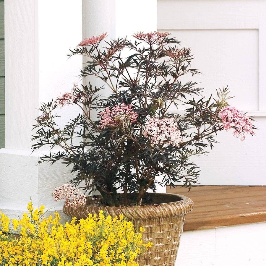 Sambucus Black Lace®