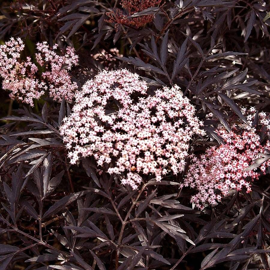 Sambucus Black Lace®
