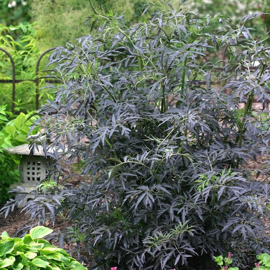 Sambucus Black Lace®
