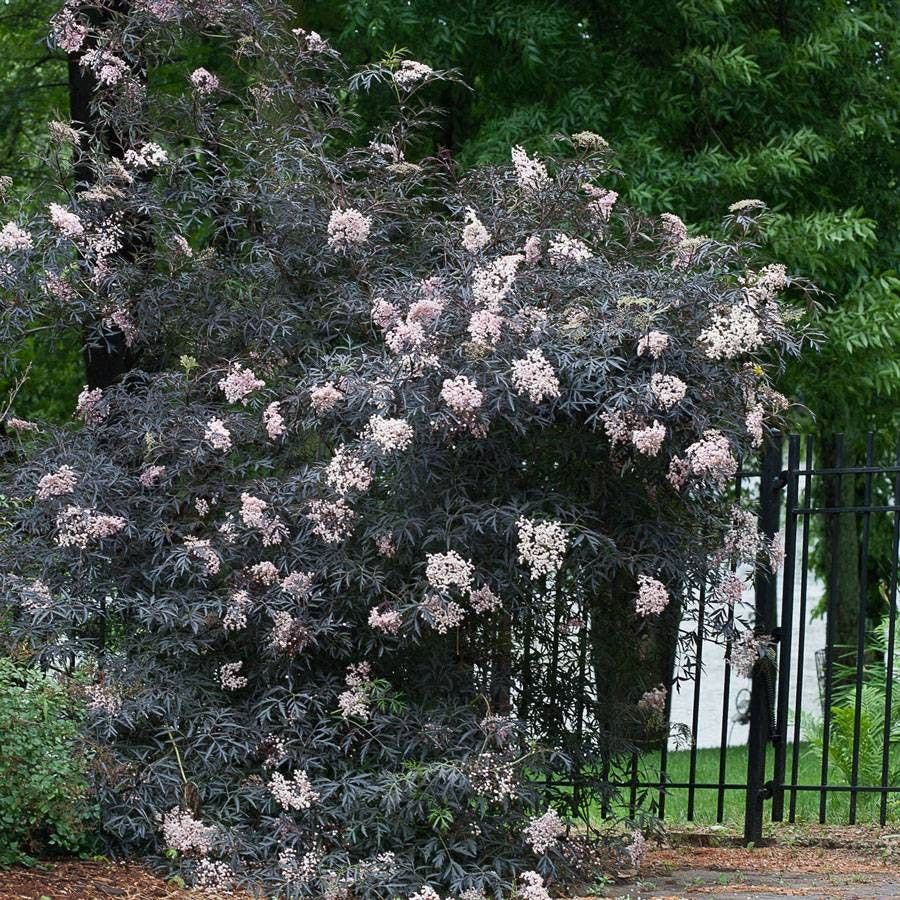 Sambucus Black Lace®