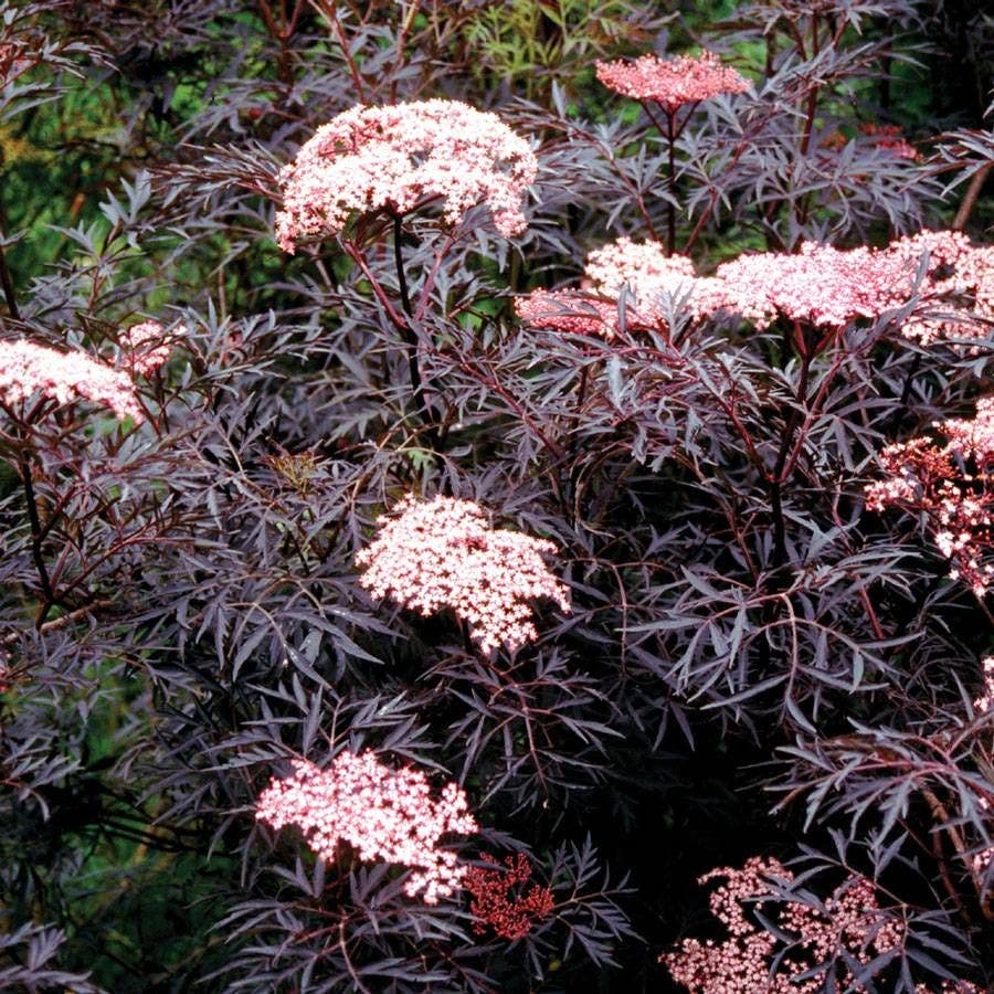 Sambucus Black Lace®