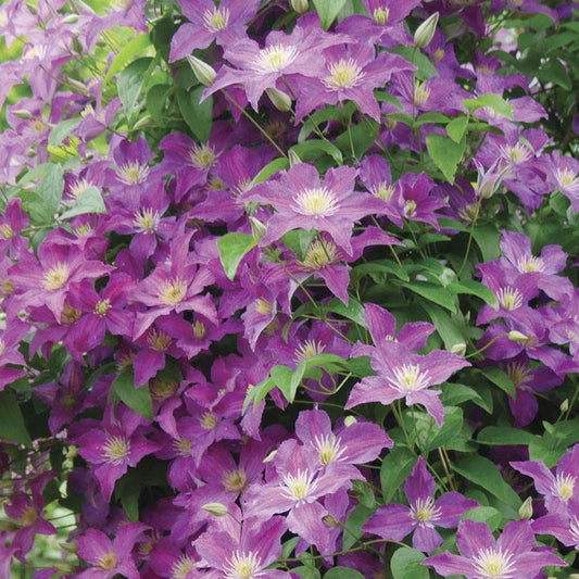 Clematis Jolly Good™