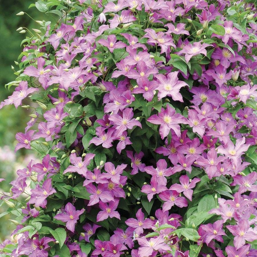 Clematis Jolly Good™