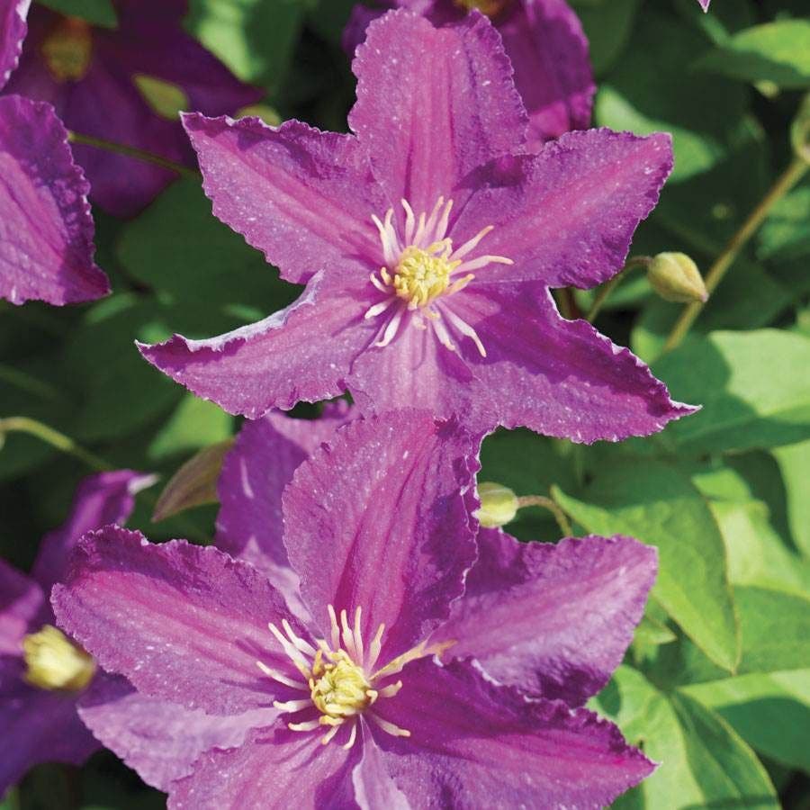 Clematis Jolly Good™