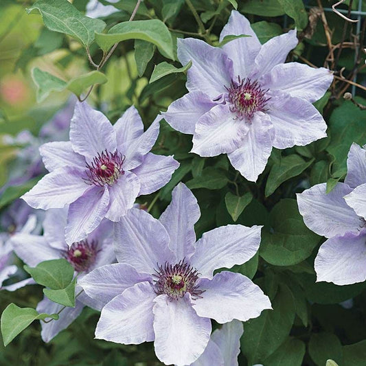 Clematis Still Waters™