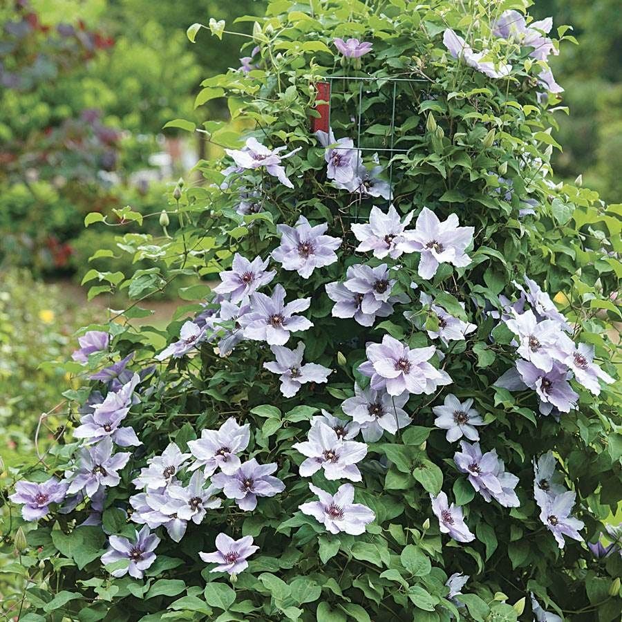 Clematis Still Waters™