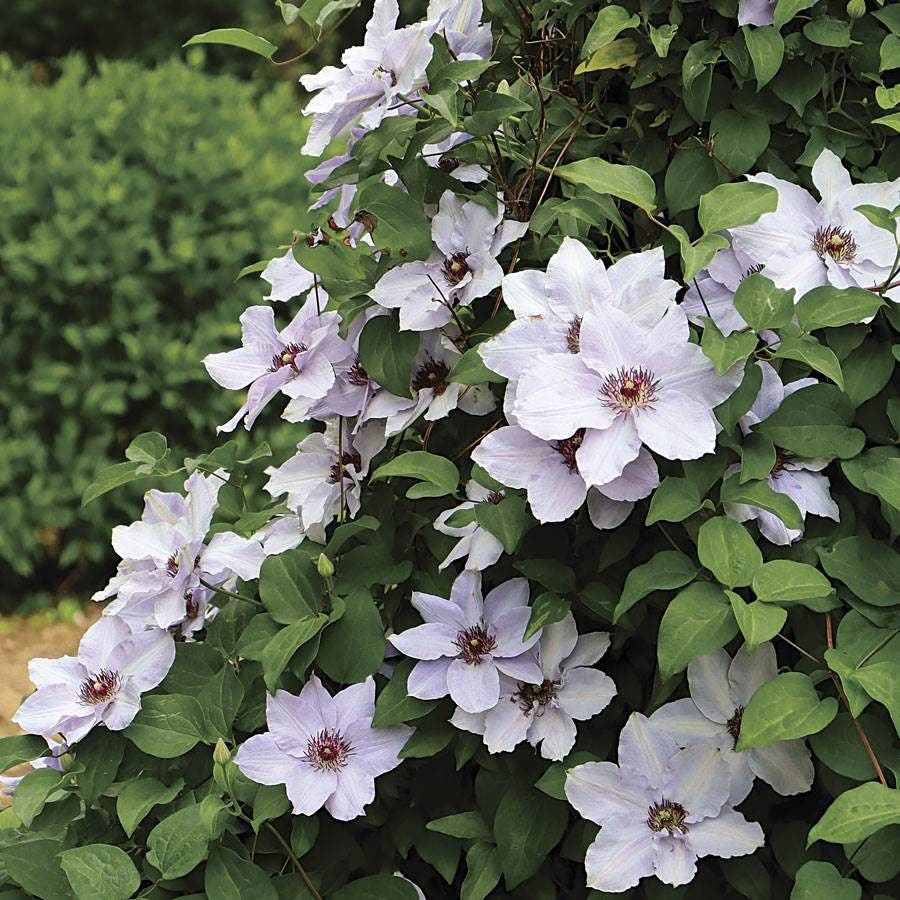 Clematis Still Waters™
