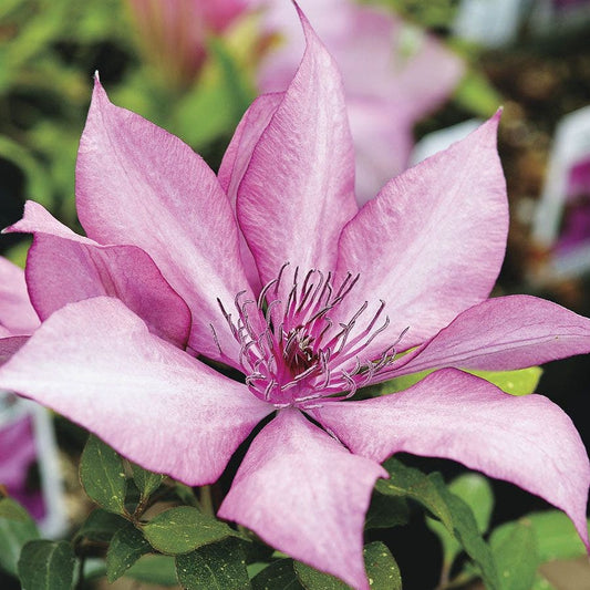Giselle™ Clematis