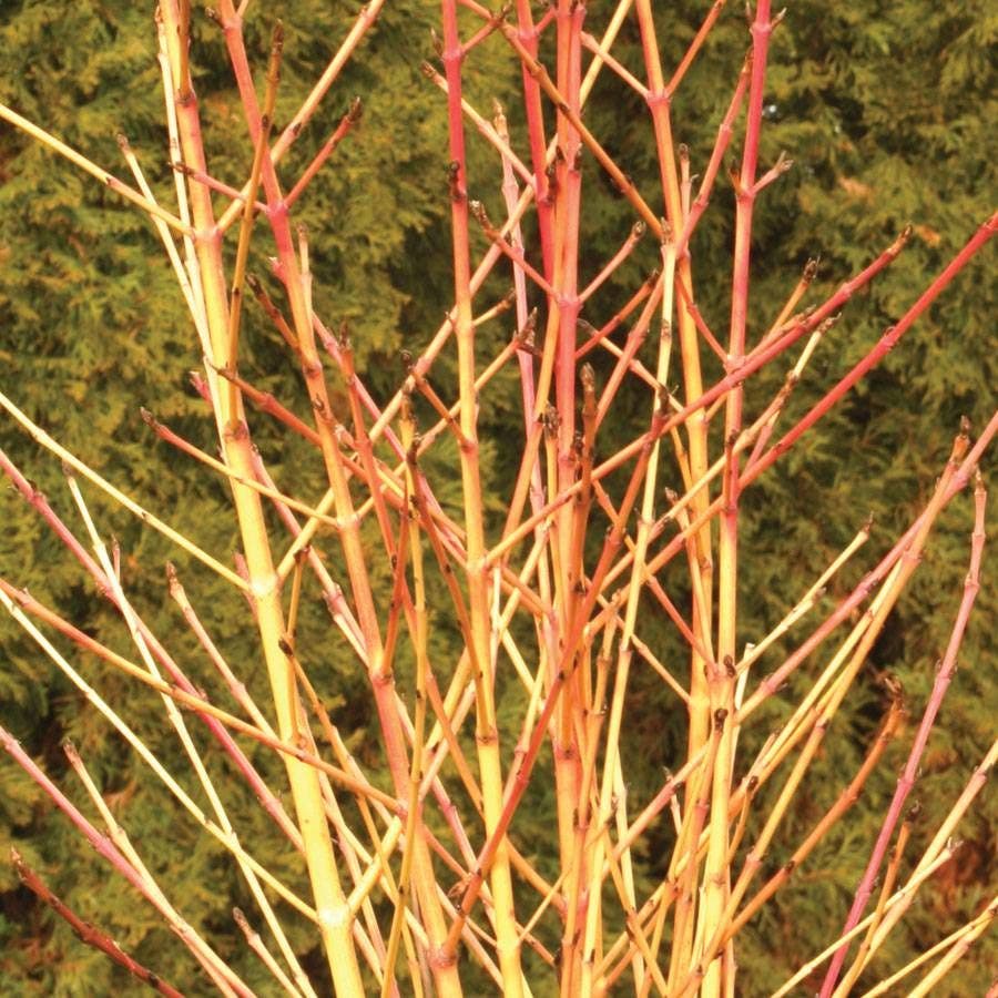 Cornus Arctic Sun®