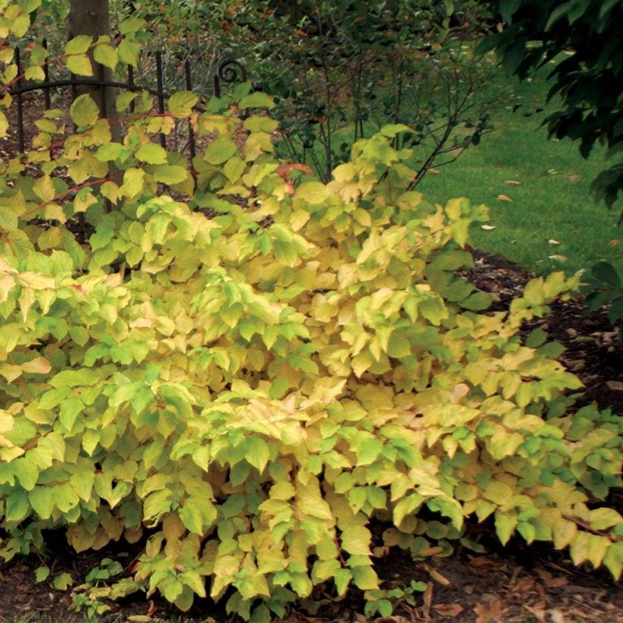 Cornus Arctic Sun®