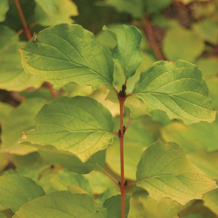 Cornus Arctic Sun®
